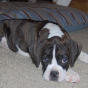 Sadie @9wks resting