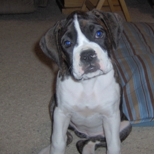 My Beautiful Sadie