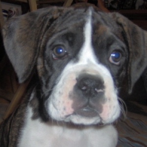 Sadie girl 9wks