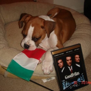 One_of_the_Goodfellas