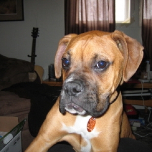 duke; first day at home after being rescued