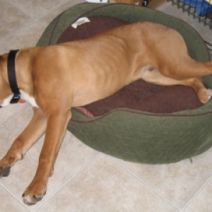 typical boxer picture