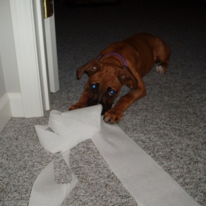 Daisy found the toilet paper!!