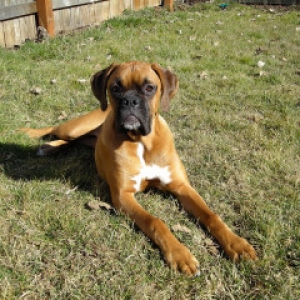 Mugsy posing