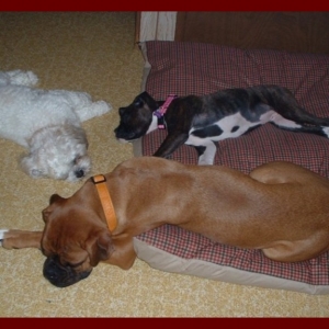 Bed Hog Jorja