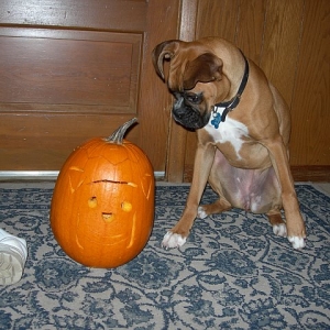 Hazel'sPumpkin