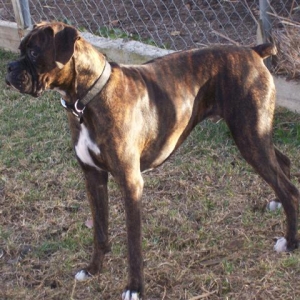 Syd - 11 Month's Old