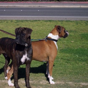 Syd - 11 Month's Old & Samantha
