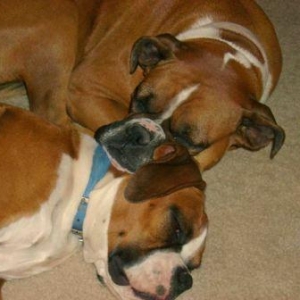 Sadie sleeping on Sam