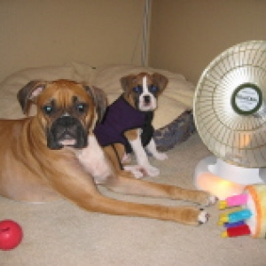 Bella and Deuce