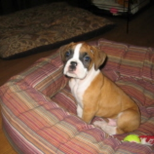 Our new addition