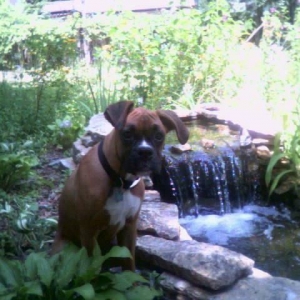 Waterfall Hazel