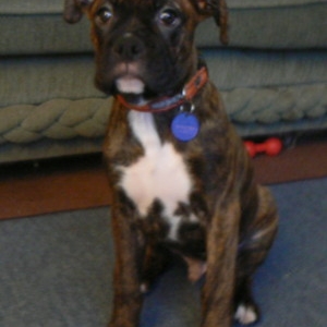 harley