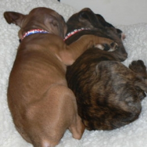 Roscoe and Harley 8 weeks