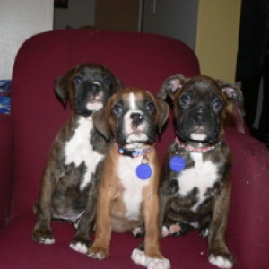 Giddian, Roscoe and Harley