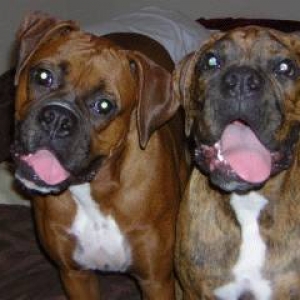 My Boxer Puppies Smililing