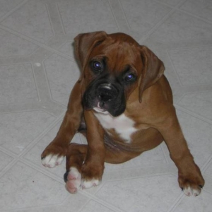 Titan 8 Weeks