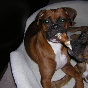 Sharing a Bone