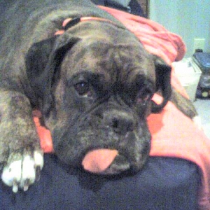 buckeye3