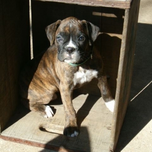 puppy in a box