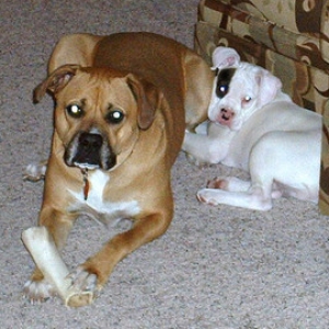 Champ and Tyson