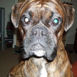 Sammy age 15mths!