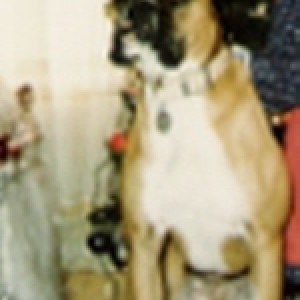 Dolly