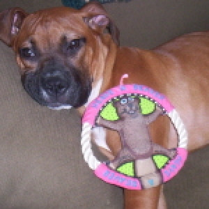 Favorite Toy