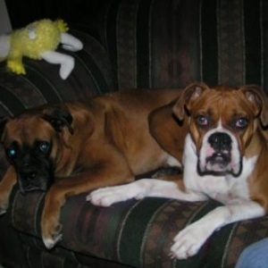 Couch Potatoes