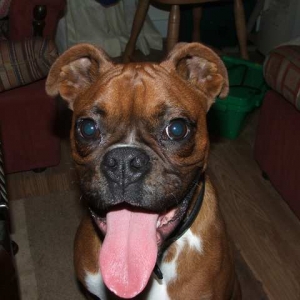 buddy