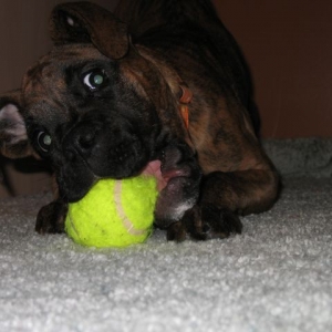 Ball