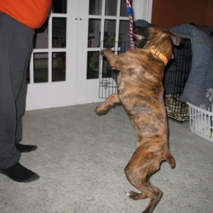 Tug with Dad