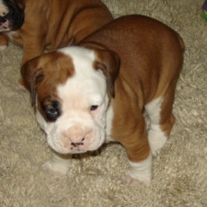 5 Weeks