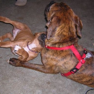 Chew Toy