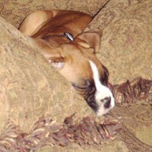 Droopy