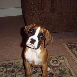 Droopy
