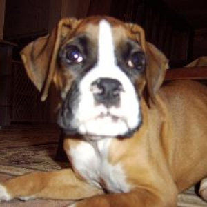 Droopy