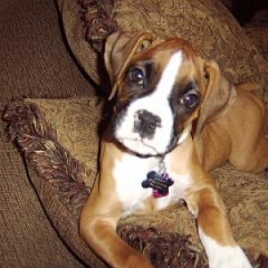 Droopy