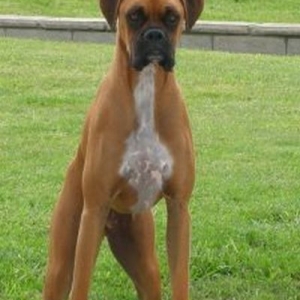 bruiser_on_wall