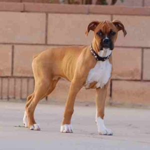 Chica_17wks_