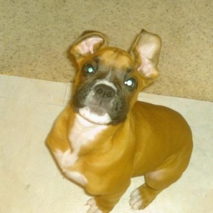 Floppy ears