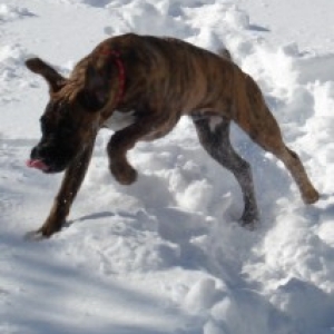 joey,snow