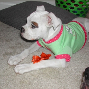 yum rawhide!