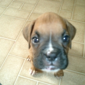 Moxie's Mug Shot