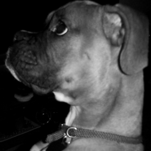 Moxie's profile