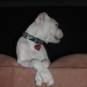 real ladies cross their paws.
