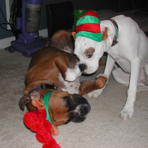 the elf got the reindeer!
