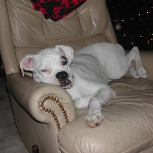comfy in daddy's chair