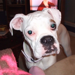 guys, i mean business...where's my bone?!