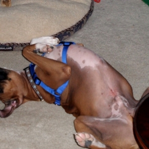 i've fallen and i can't get up!